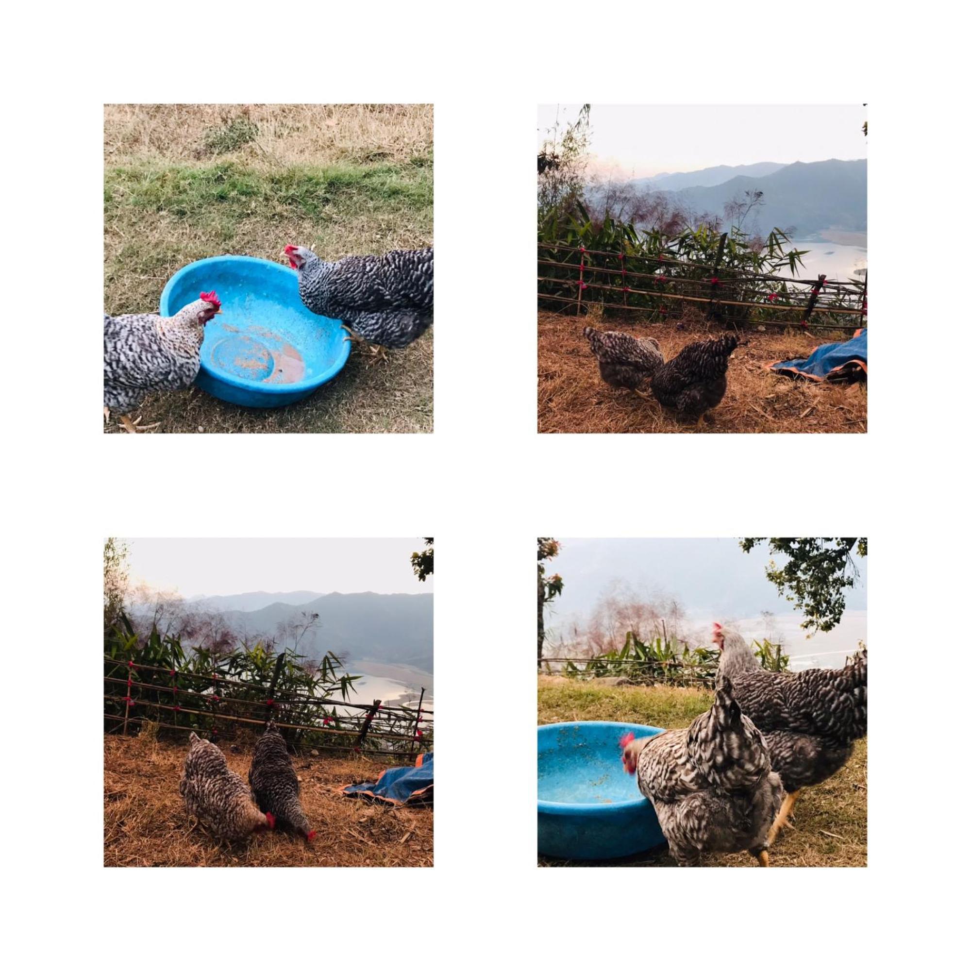 Hom'S Homestay & Farmstay Sarangkot Pokhara Exteriör bild